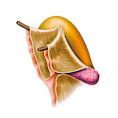 Female Genital System,illustration