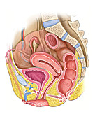 Female Genital System,illustration