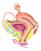 Female Genital System,illustration