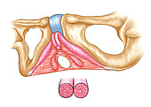 Female Genital System,illustration