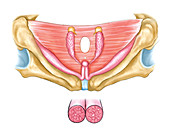 Female Genital System,illustration