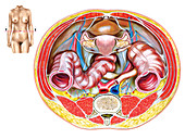 Female Genital System,illustration