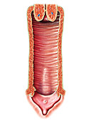 Female Genital System,illustration