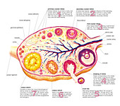 Female Genital System,illustration