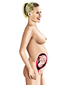 Foetus,illustration