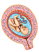 Foetus,illustration