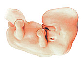 Embryo,illustration