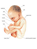 Foetus,illustration