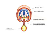 Intra-embryonic Cavities,illustration