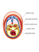 Intra-embryonic Cavities,illustration