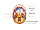 Intra-embryonic Cavities,illustration