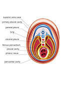 Intra-embryonic Cavities,illustration