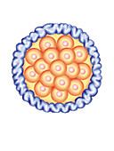 Blastocyst Formation,illustration