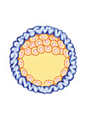 Blastocyst Formation,illustration