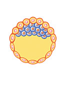 Blastocyst Formation,illustration