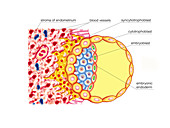 Blastocyst Formation,illustration