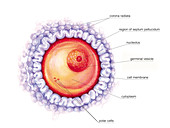 Fertilization,illustration