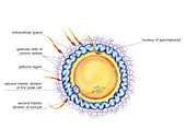 First cellular division,illustration