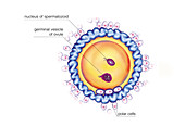 First cellular division,illustration