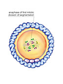 First cellular division,illustration