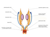 Development of internal genitalia