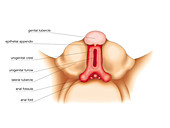 Development of external genitalia