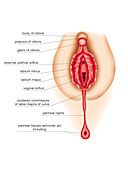 Development of external genitalia