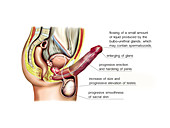 Male sexual response,illustration