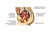 Female sexual response,illustration