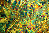 Vitamin C,light micrograph