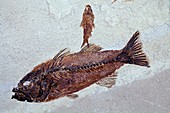 Priscacara,fossil fish