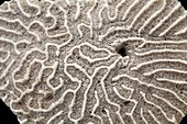 Brain coral (Mussidae)