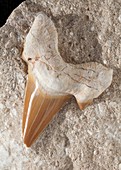 Fossil shark tooth