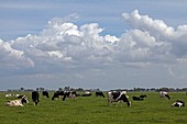 Holstein Friesian cows