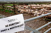 Sheep infected with foot and mouth