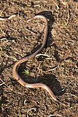 Slow Worm