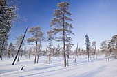 Winter in Saariselka,Northern Finland