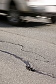 Cracks in an Alaskan road