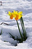 Daffodils in the snow