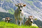 Cows in an alpine pasture