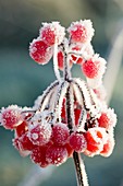 Hoare frost on Rowan berries