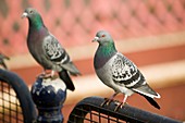 Feral pigeons in Leicester,UK