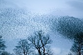 Starlings flying to roost