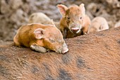 Pigs reared for pork on Tuvalu