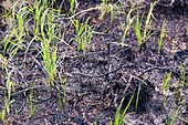 Burnt out forest near Fairbanks Alaska