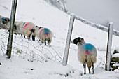 A Herdwick sheep in snow in Ambleside,UK