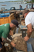 Weighing harvested oysters