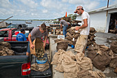 Weighing harvested oysters