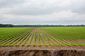 Mississippi Delta farmland