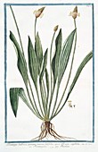 Plantago bulbosa,18th century